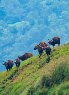 Thekkady