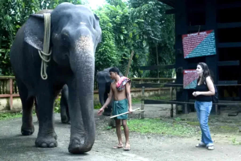 The Elephant Training Centre at Kodanad