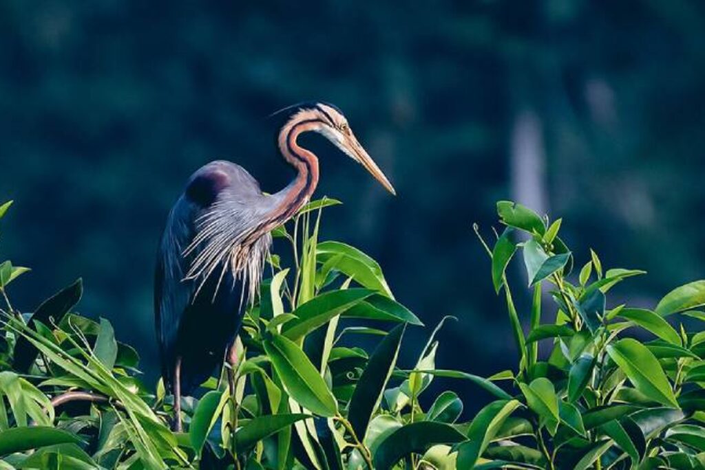 Spot Birds at Kumarakom Bird Sanctuary