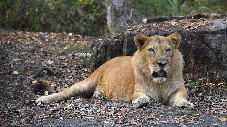 Lion park