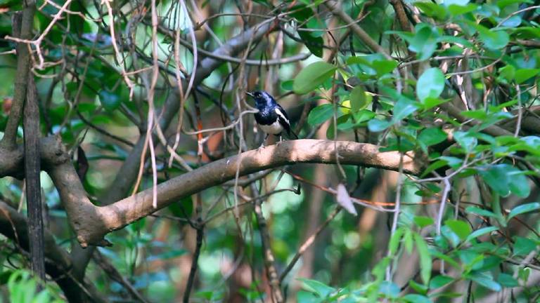 Mangalavanam Bird Sanctuary-