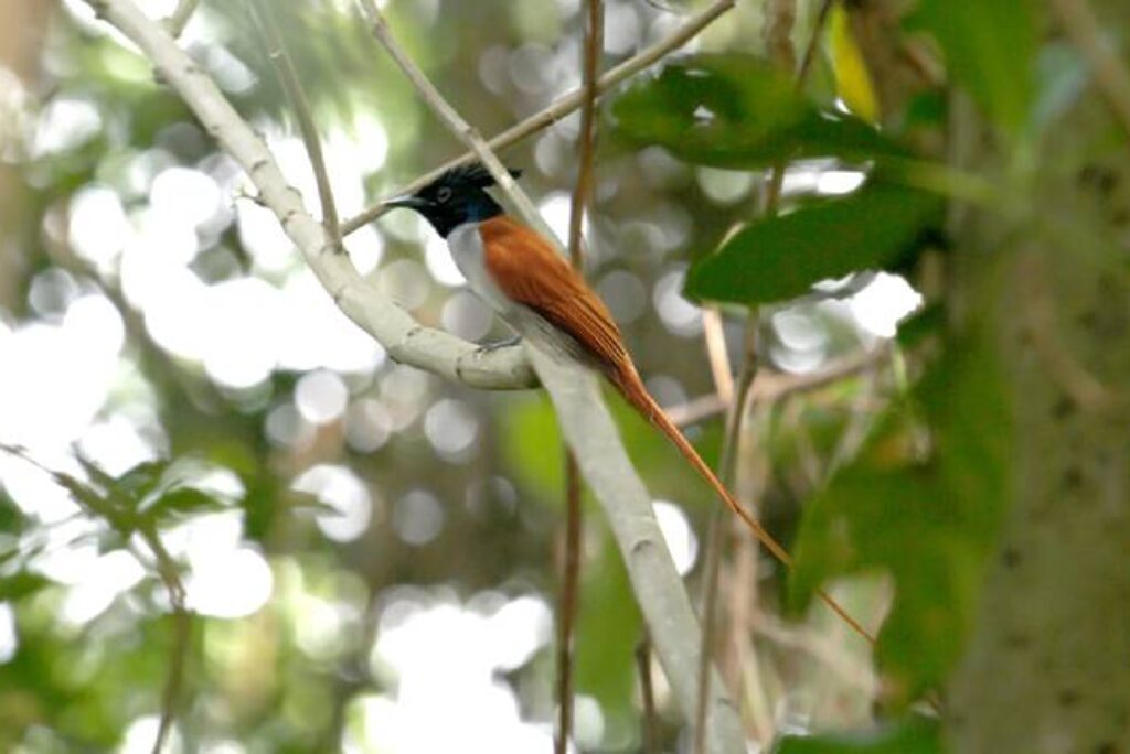 Mangalavanam Bird Sanctuary