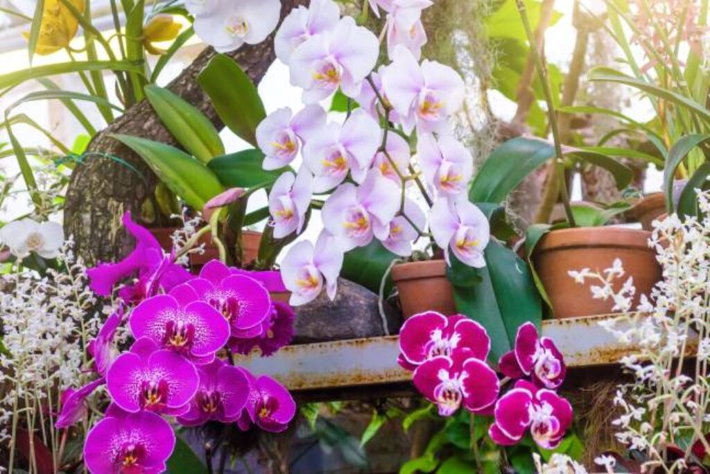 Shopping in the Orchid Garden