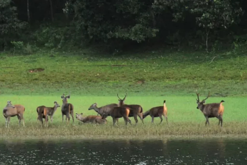 Periyar Wildlife Sanctuary