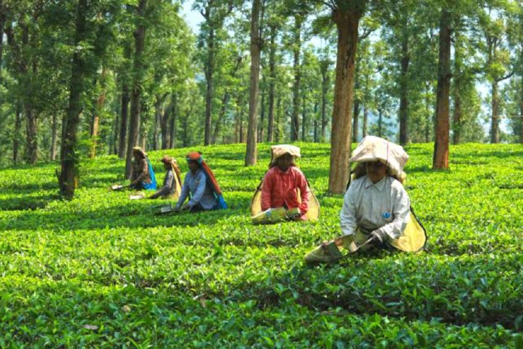 Explore Tea Factories