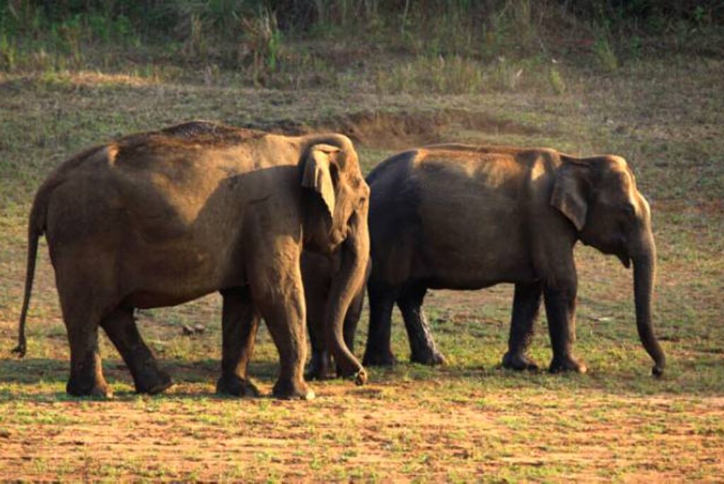 Thekkady