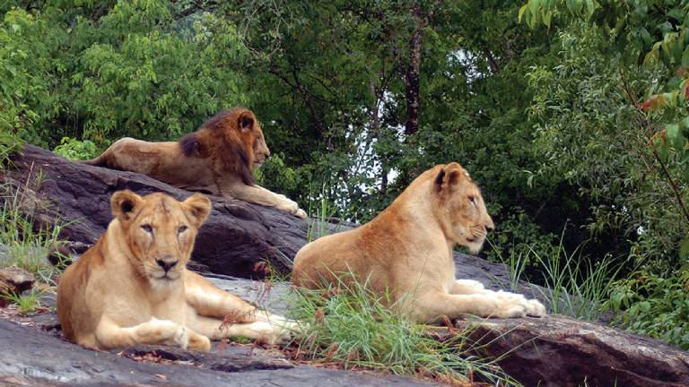 neyyar wildlife santuary