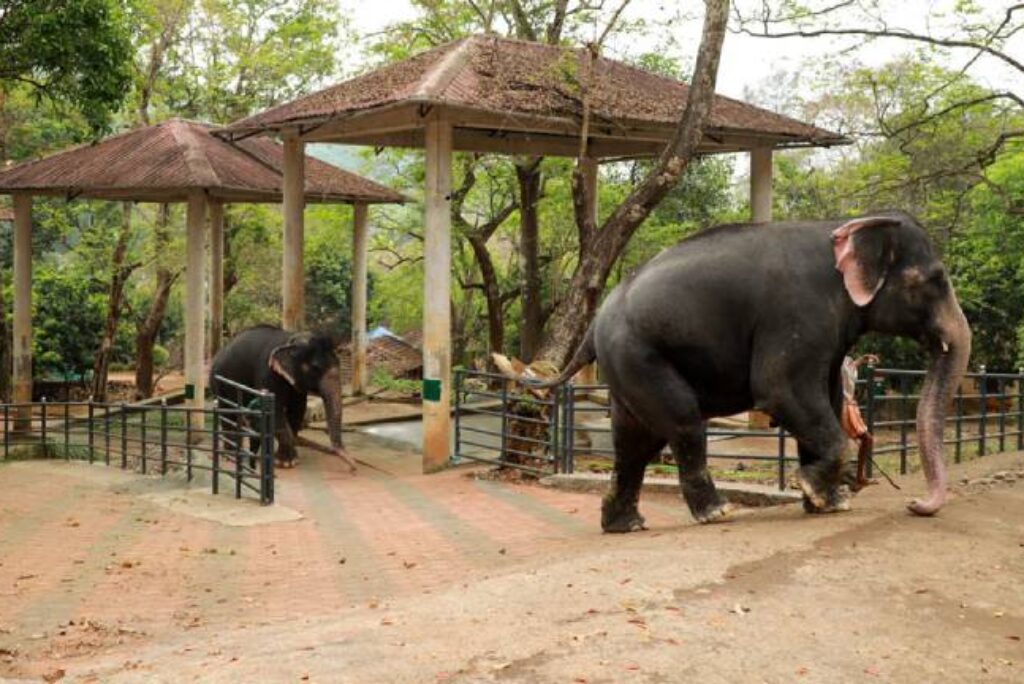 Elephant Safari