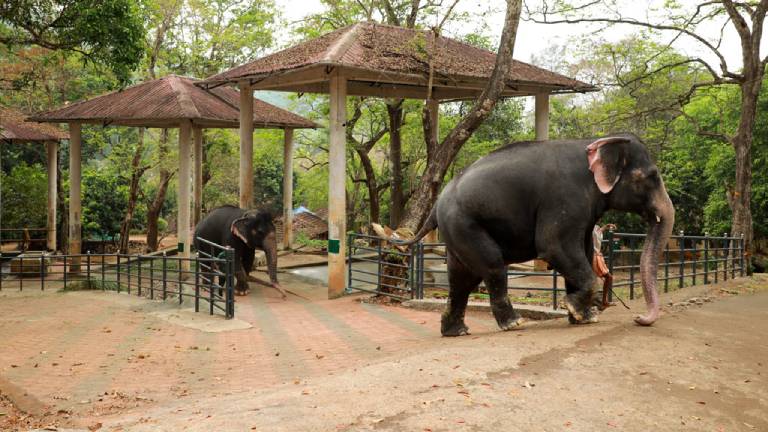 Konni Elephant Training Centre