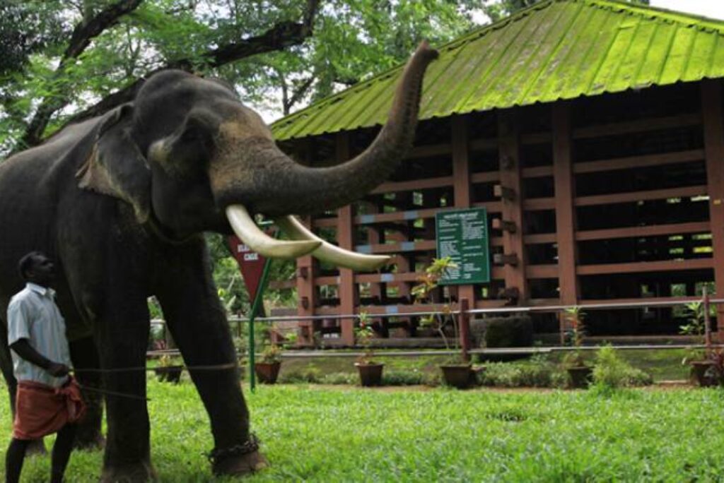 Elephant Feeding