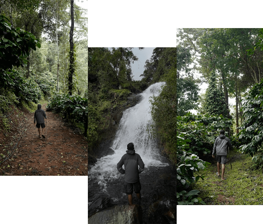 Beautiful destination at Misty Woods Resort surrounded by misty hills, coffee plantations, and scenic nature views in Coorg